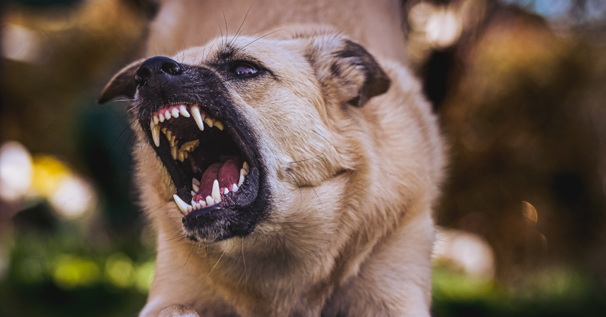 How to Handle a Dog Bite Injury Claim